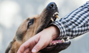 Why Should I Choose Fellerman & Ciarimboli to Help Me After a Dog Bite Incident in Pennsylvania?